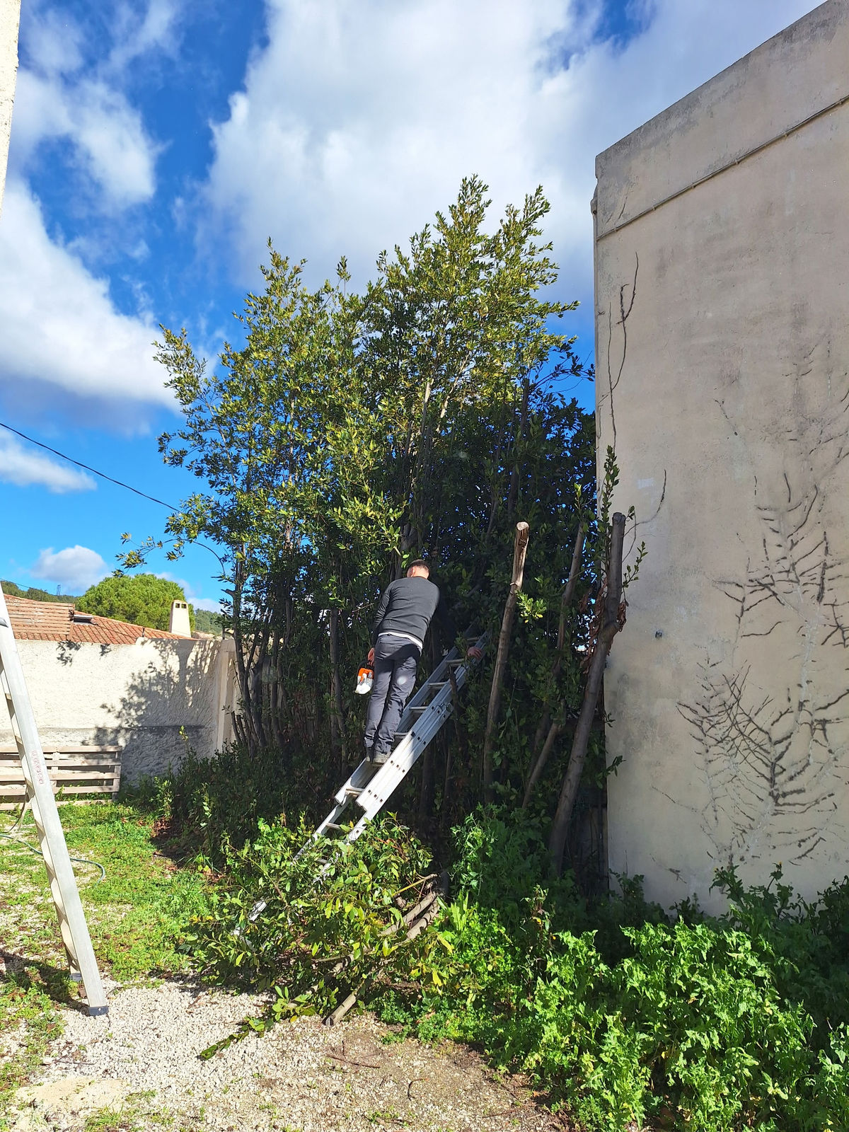 Abattage d'arbre par N&E Élagage