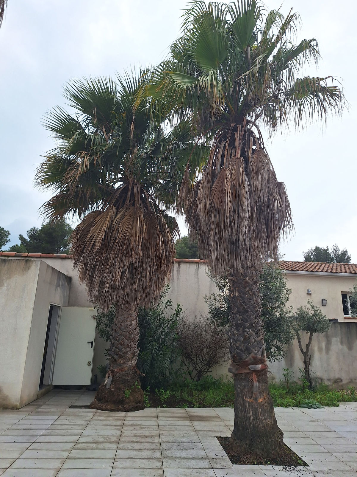 Taille d'arbre secteur Martigues