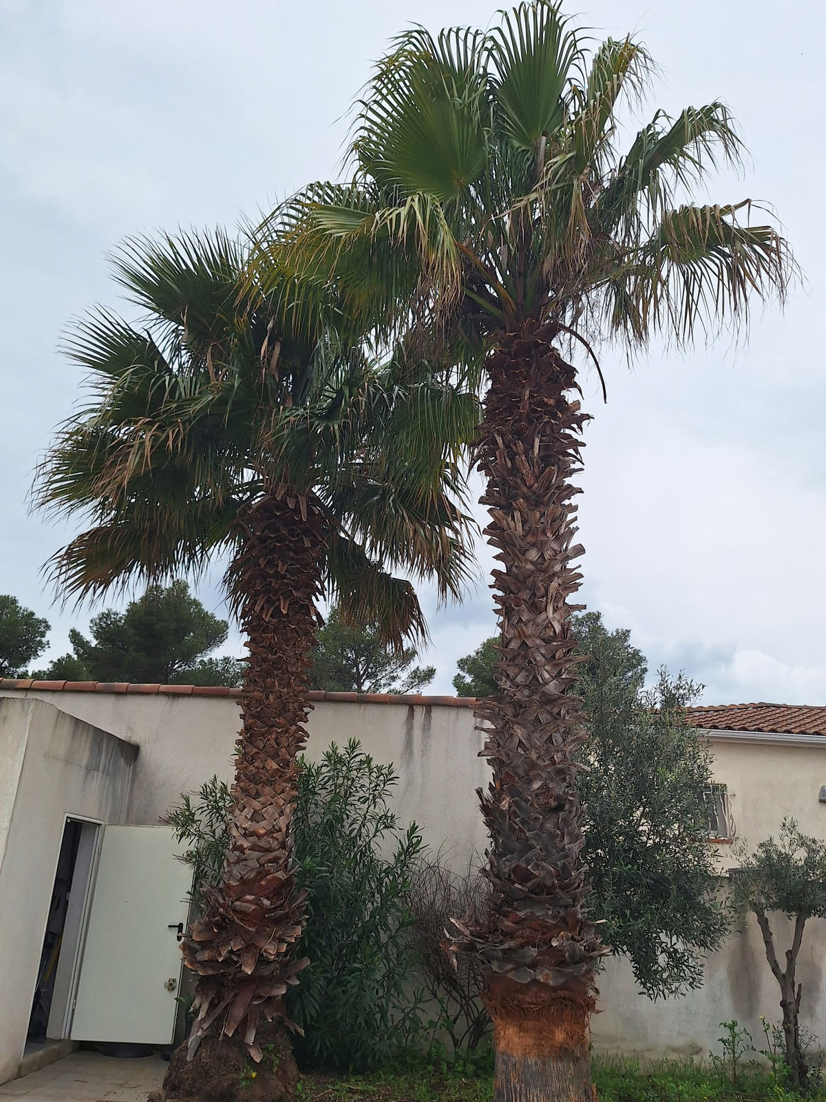 Broyage de végétaux N&E