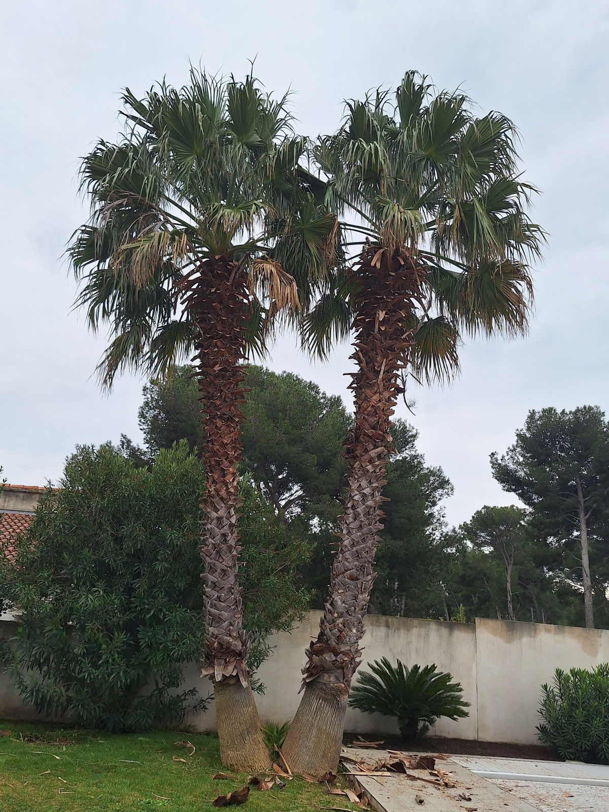 Entretien espaces verts Gignac-la-Nerthe