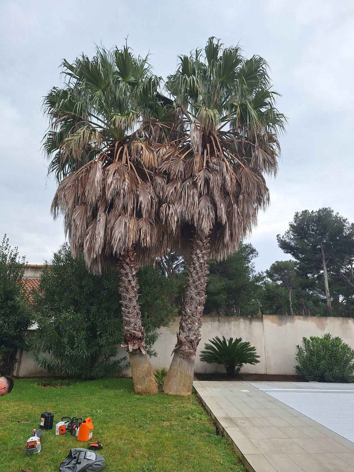 Élagage de pin N&E Élagage