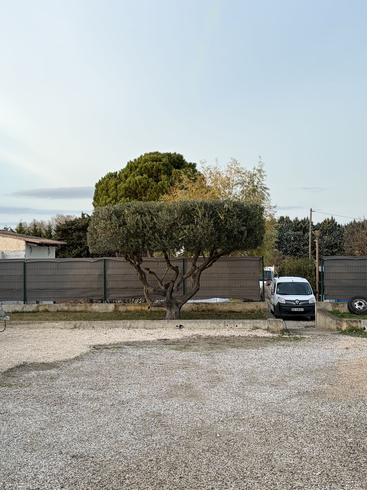 Abattage d'arbre Salon-de-Provence